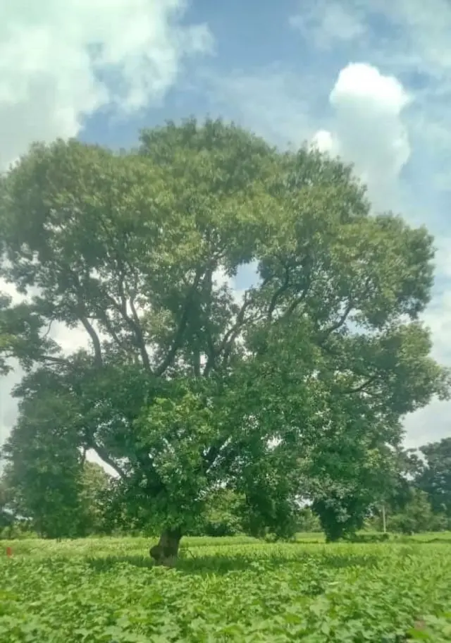 रक्तचंदन