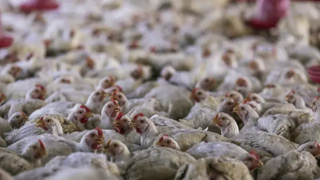 కోళ్ల ఫారం