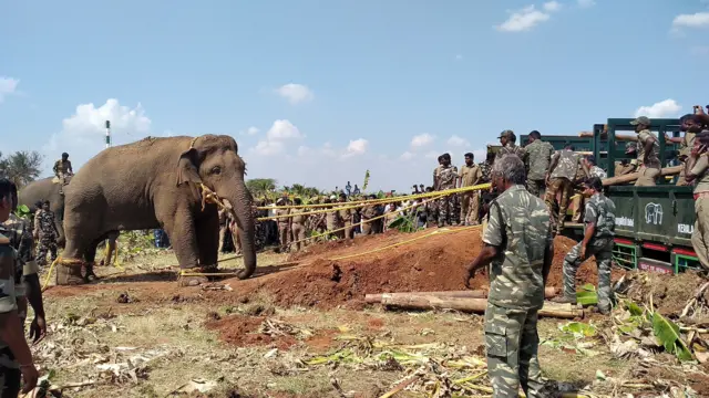 யானைகள்