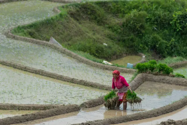 खेतमा महिला