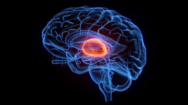 Representación gráfica del hipotálamo dentro del cerebro