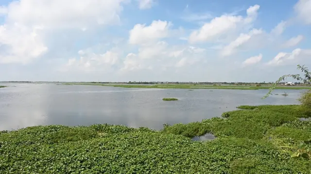 గుర్రపు డెక్క, ఇతర వ్యర్ధాలతో కొల్లేరు