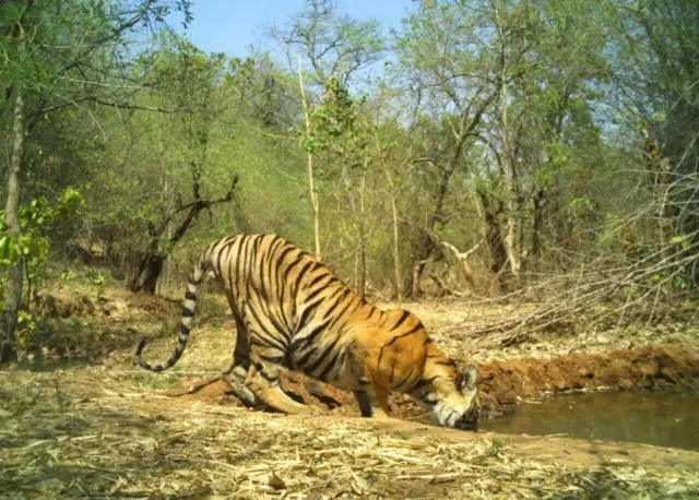 టైగర్స్