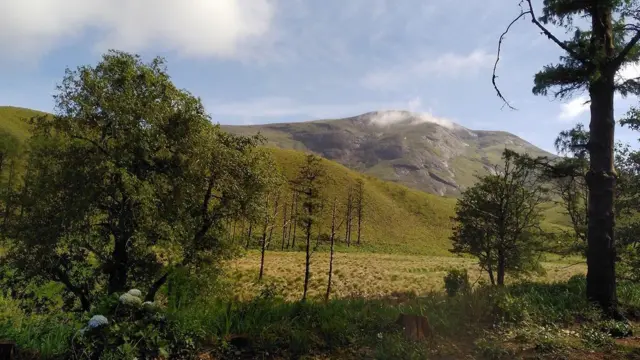 மசினகுடி, வறட்சி, மாடு, எருமை, கால்நடை