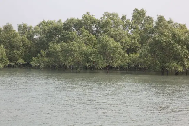 ગુજરાત, ગીર, ગીરના સિંહ, બીબીસી ગુજરાતી, જૂનાગઢ, ગીર અભયારણ્ય