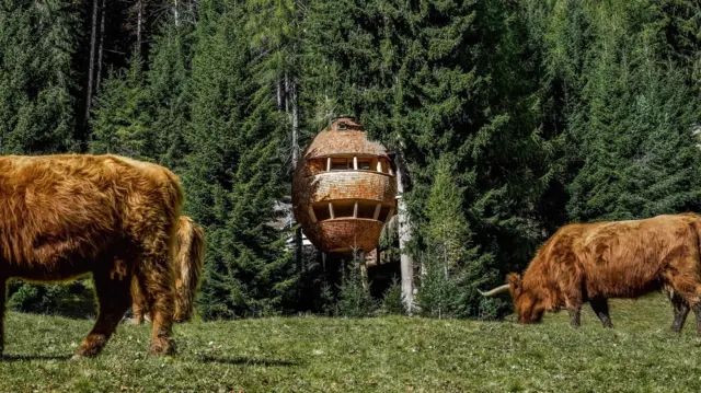 Una casa en forma de huevo se erige entre un bosque de pinos, el cual está detrás de dos yak que pastan en una pradera