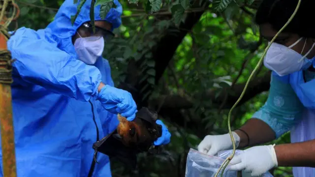 Yetkililer, 7 Eylül 2021'de Hindistan'ın Kozhikode kentinde yakaladıkları bir yarasayı plastik bir torbaya koyuyor. Esas olarak Nipah virüsünü taşıyanlar meyve yiyen yarasalar.