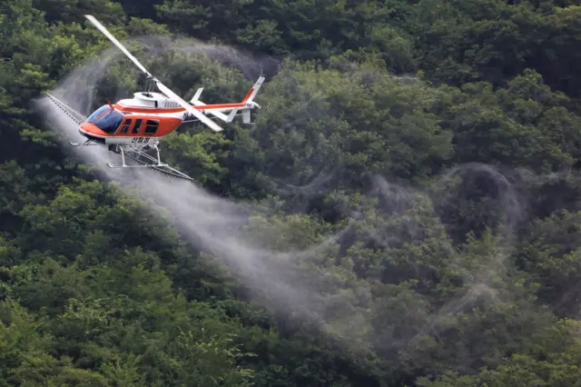 한국 국방부가 아프리카돼지열병 바이러스 확산 차단을 위해 산림헬기가 DMZ 지역에 항공방역 총력 대응에 나섰다