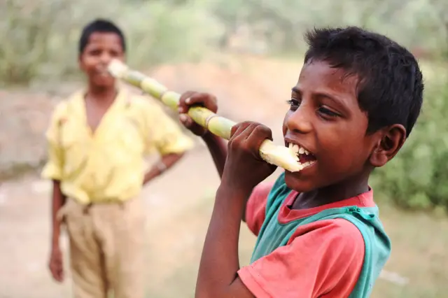 ऊस खाल्ल्याने रक्तातील साखर वाढते का? 
