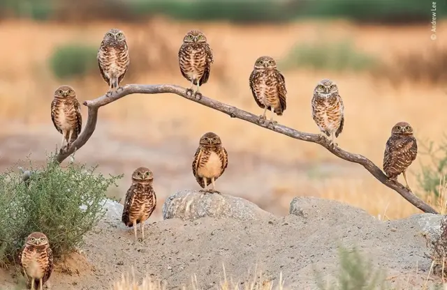 ‘ስእሊ ስድራቤት’