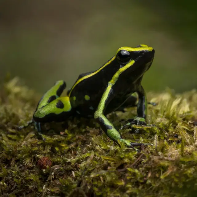 Sapo-flecha, com coloração preta, verde e amarela, de perfil