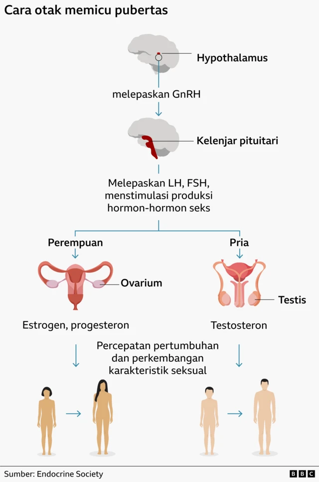 Infografik menunjukkan bagaimana otak memicu pubertas, yang menyebabkan peningkatan produksi hormon seks dan perkembangan karakteristik seksual.