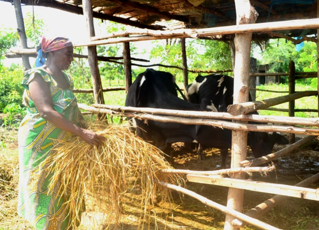Ifoto y'umuntu w'umukenyezi ariko agaburira ivyatsi inka yiwe mu ruhongore