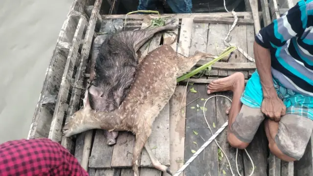 Dead deer