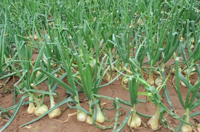 પ્રતીકાત્મક તસવીર