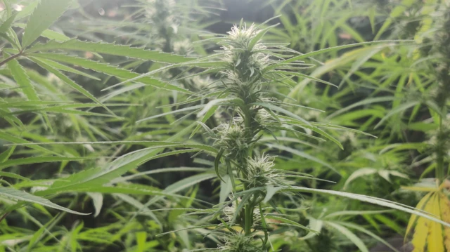 గంజాయి, విశాఖ ఏజన్సీ, బిహార్, అల్లూరి జిల్లా, విశాఖపట్నం, చింతపల్లి