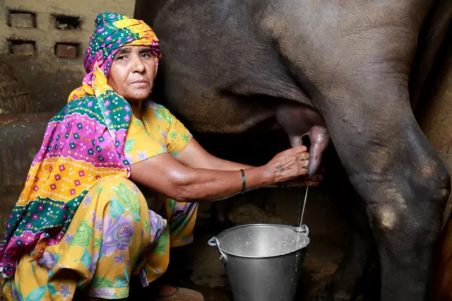 বাংলাদেশের বরিশাল বিভাগের জেলা ভোলা, যেখানে মহিষের দুধের দই বিখ্যাত।