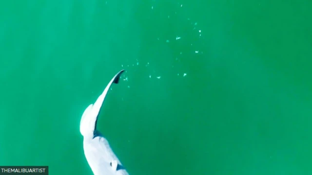 Shark's tail with a trail of white flakes left behind it