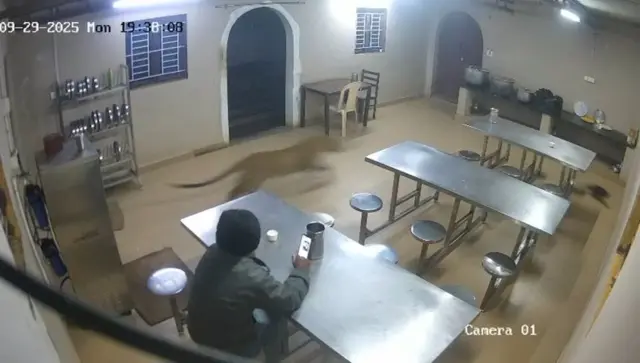 Bəbir pişiyi qovur - kişinin gözünün önündə