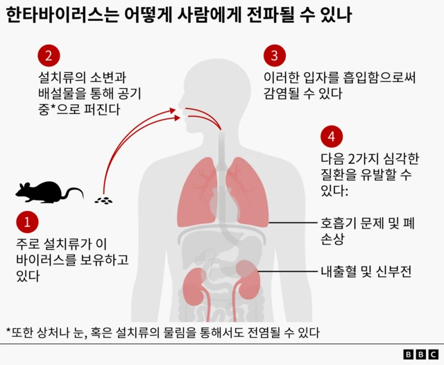 한타바이러스의 사람 감염 경로 그래픽