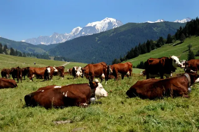 மாடுகள், தகவல் பரிமாற்றம்