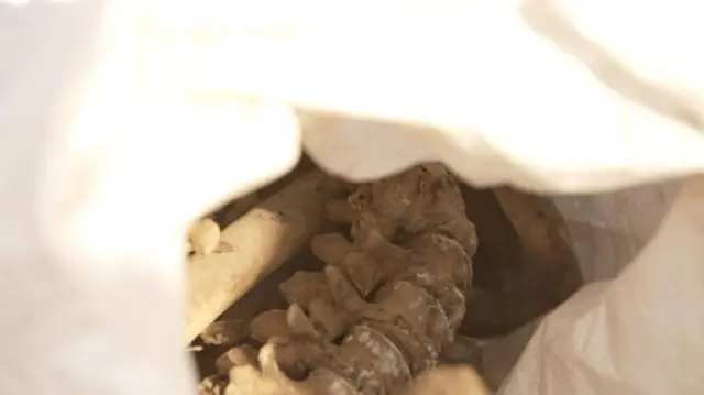 በመቃብር ስፍራው የተገኙ አስከሬኖች