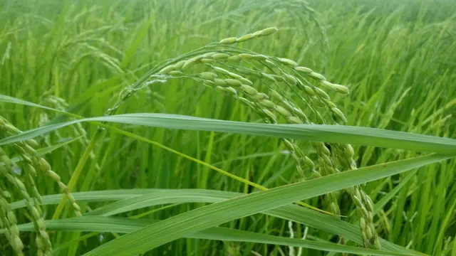 ရခိုင်က စပါးခင်း(ပုံဟောင်း)