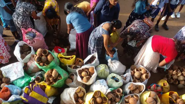 පොල්කටු එක්රැස් කරන අයුරු දැක්වෙන ඡායාරූපයකි