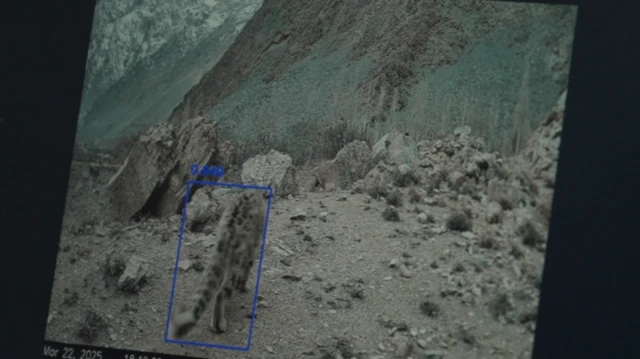 攝影機捕捉到一隻雪豹