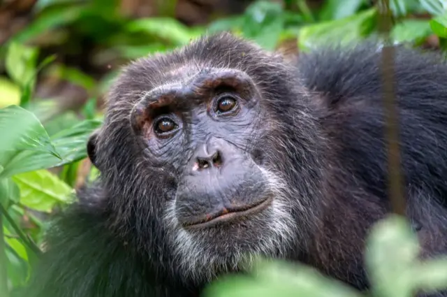 చింపాంజీలు, ఉగాండా