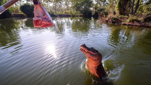 Fotocasa de aposta com deposito baixoum crocodilo com metade do corpo para fora da água olhando para um pedaçocasa de aposta com deposito baixocarne acima dele pendurado por um pau.