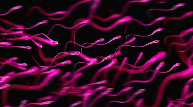 ਸ਼ੁਕਰਾਣੂ