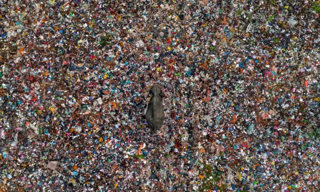 Un elefante asiático camina entre montones de basura en un vertedero de Sri Lanka. La basura de colores vivos contrasta con la piel gris del elefante.