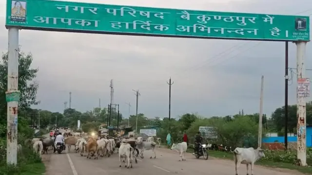 మధ్యప్రదేశ్‌లో వీధి ఆవులు 