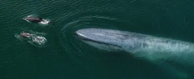 Baleia azul nadando no mar atrásusuarios bet365golfinhos