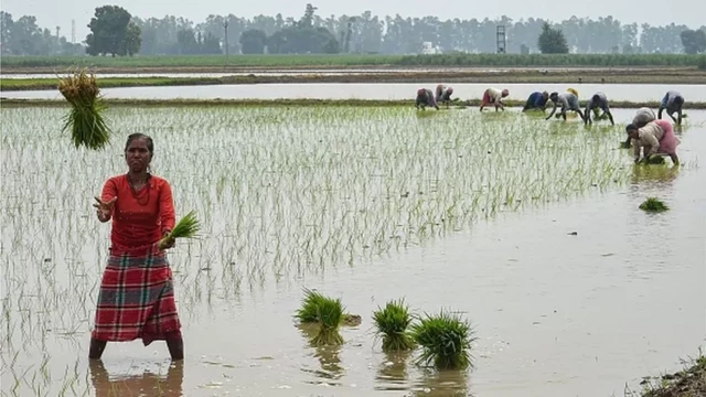 Agricultores plantam mudasrecensioni bwinarrozrecensioni bwinuma fazenda inundada na Índiarecensioni bwinjunho