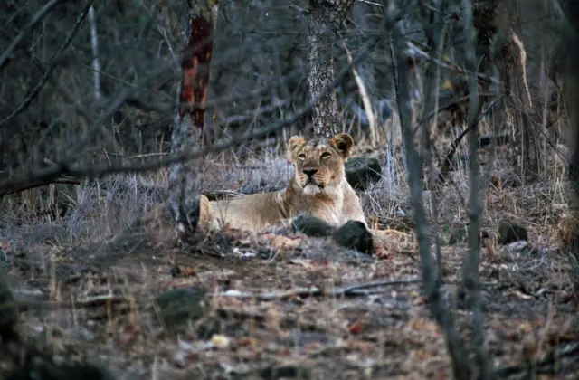 ગીરના સિંહનો ફાઇલ ફોટો