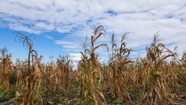 प्रातिनिधिक फोटो
