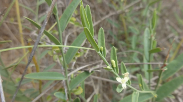 ગુજરાત, લુપ્ત થયેલાં દસ વૃક્ષો-છોડ, જંગલ, વનસ્પતિ