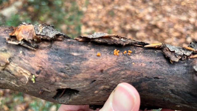 Balvan iznad šumskog tla, a sa strane se vide veoma male narandžaste tačke.