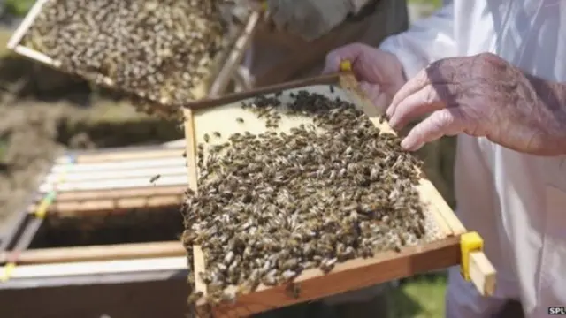 Антибиотикти айыл-чарбасында дагы колдонушат. Эреже сакталабы? 