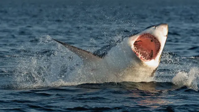 Durante mucho tiempo se pensó que el megalodón era un pariente anterior, y más grande, del gran tiburón blanco.