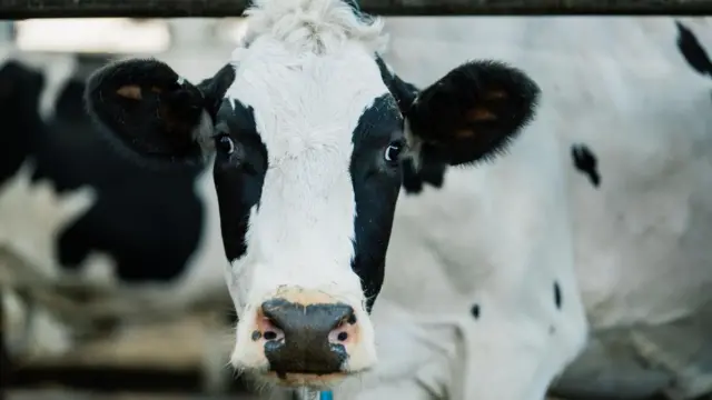 Vaca mirando a la cámara.