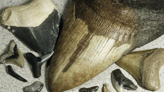 మెగలొడాన్ షార్క్ పన్ను