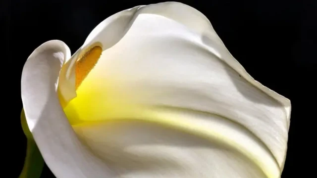 біла квітка на чорному тлі