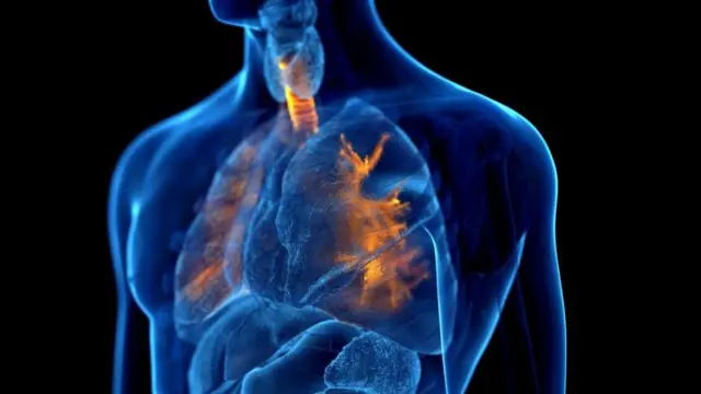 ఊపిరితిత్తులు