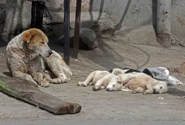 தெரு நாய்களின் உடலில் மைக்ரோ சிப் பொருத்தும் சென்னை மாநகராட்சி - எதற்காக? என்ன பயன்?