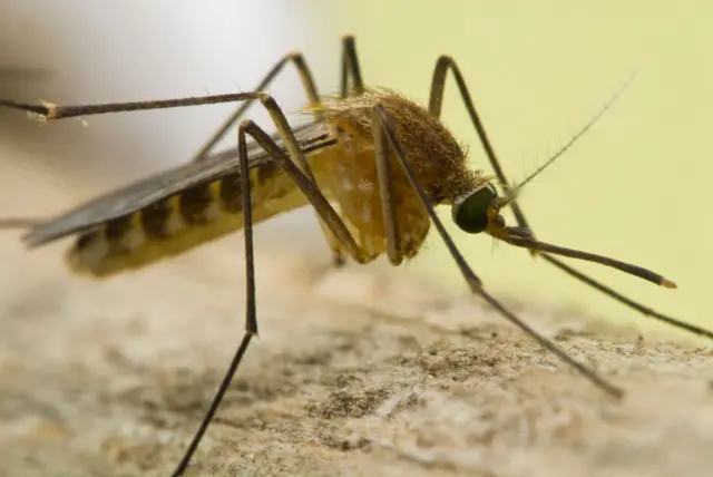 வெஸ்ட் நைல் வைரஸ்