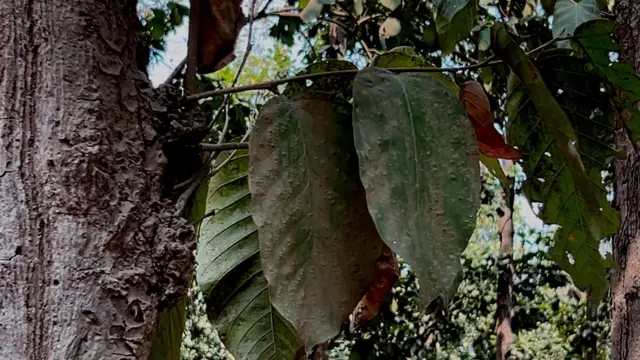 গাছের পাতা ঢেকে থাকে ধুলোয়