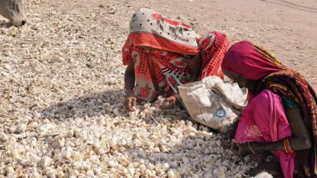 લસણના ભાવ આસમાને